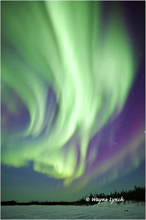 Aurora Borealis 56 by Dr. Wayne Lynch &copy;